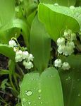 Photo Lily of the valley, May Bells, Our Lady's Tears, white