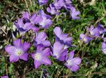 Photo Linum perennial, lilac
