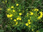 Photo Linum perennial, yellow