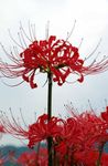 Photo Spider Lily, Surprise Lily, red