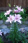 Photo Lily The Asiatic Hybrids, lilac