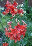 Photo Lily The Asiatic Hybrids, red