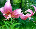 Photo Lily The Asiatic Hybrids, pink