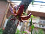 Photo Martagon Lily, Common Turk's Cap Lily, burgundy