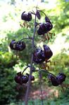 Photo Martagon Lily, Common Turk's Cap Lily, black