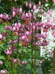 Photo Martagon Lily, Common Turk's Cap Lily, pink
