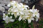 Photo Oriental Lily, white