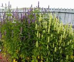 Photo Agastache, Hybrid Anise Hyssop, Mexican Mint, white