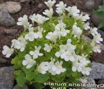 Photo Cymbalaria, Kenilworth Ivy, Climbing Sailor, Ivy-leaved Toad Flax, white