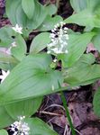 False Lily of the Valley, Wild Lily of the Valley, Two-leaf False Solomon's Seal
