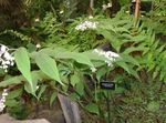 Photo False Lily of the Valley, Wild Lily of the Valley, Two-leaf False Solomon's Seal, white