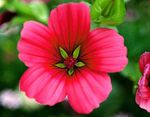 Photo Malope, red