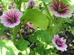 Photo Mallow, French Hollyhock, pink