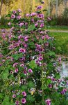 Mallow, French Hollyhock