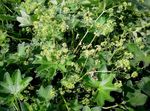 Photo Lady's mantle, green