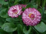 Photo Bellis daisy, English Daisy, Lawn Daisy, Bruisewort, burgundy