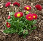 Photo Bellis daisy, English Daisy, Lawn Daisy, Bruisewort, red