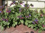 Photo Lungwort, lilac
