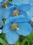 Photo Himalayan blue poppy, light blue