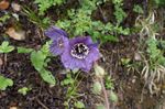 Photo Himalayan blue poppy, purple