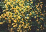 Photo Butter Daisy, Melampodium, Gold Medallion Flower, Star Daisy, yellow