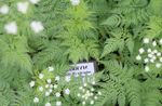 Photo Sweet cicely, white