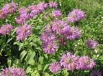 Photo Bee Balm, Wild Bergamot, lilac