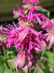 Photo Bee Balm, Wild Bergamot, pink