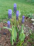 Photo Grape hyacinth, light blue