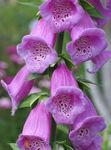 Photo Foxglove, lilac