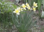 Photo Daffodil, white