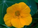Photo Nasturtium, yellow