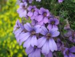 Photo Nasturtium, lilac