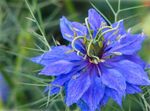 Photo Love-in-a-mist, blue