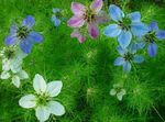 Photo Love-in-a-mist, lilac