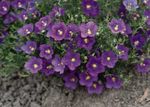 Photo Cup Flower, purple