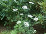 Photo Minoan Lace, White Lace Flower, white