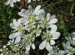 Photo Minoan Lace, White Lace Flower, white
