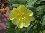 Photo White Buttercup, Pale Evening Primrose, yellow