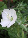 Photo White Buttercup, Pale Evening Primrose, white