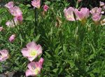 Photo White Buttercup, Pale Evening Primrose, pink