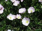 Photo Evening primrose, white