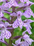 Photo Marsh Orchid, Spotted Orchid, lilac