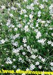 Photo Tunicflower, white