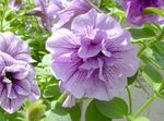 Photo Petunia, lilac