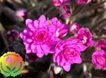 Photo Liverleaf, Liverwort, Roundlobe Hepatica, pink