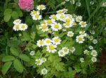 Photo Painted Daisy, Golden Feather, Golden Feverfew, white