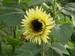 Photo Sunflower, yellow