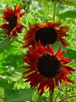 Photo Sunflower, burgundy
