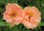 Photo Sun Plant, Portulaca, Rose Moss, pink